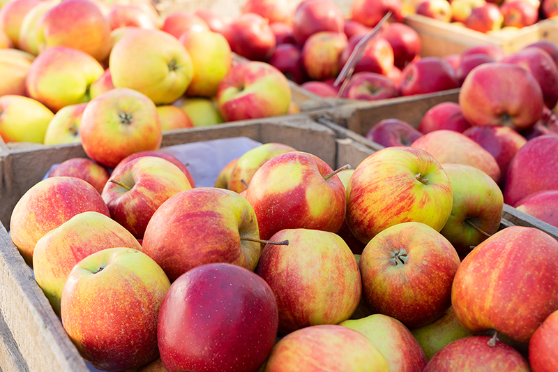 Apple varieties, which apple is best?