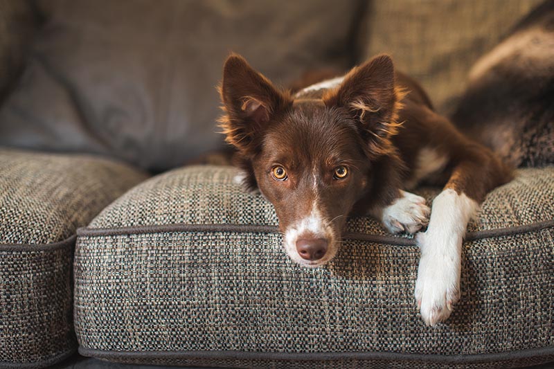 Pet sits on the couch and is home alone after their owner returns to the office.