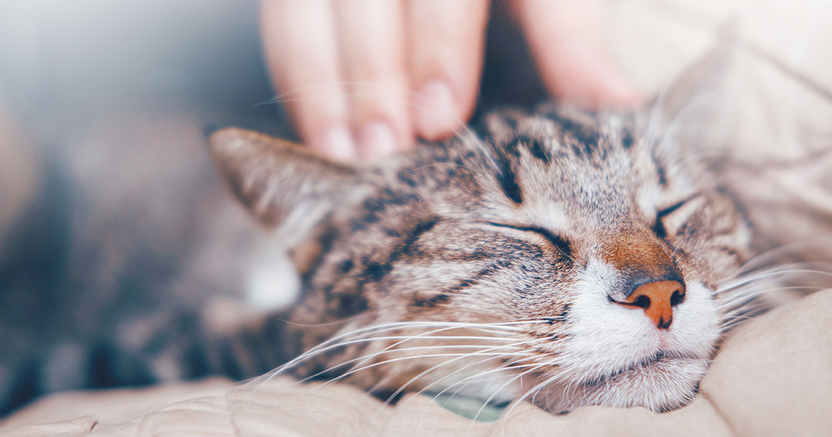 3 Health Benefits to Owning a Pet