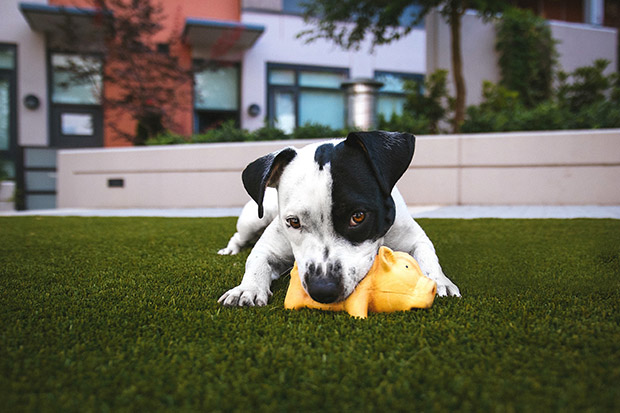 Dog plays with chewtoy, health benefits of owning a pet